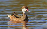 White-cheeked Pintailborder=